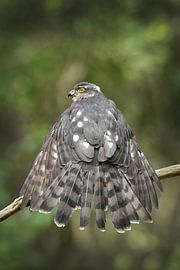 Raubvogel (Sperber) trocknet die Flügel nach dem Waschen von Fred de Krom