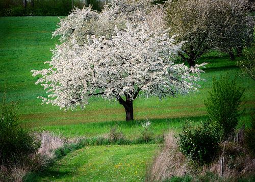 Landschap met een bloeiende kersenboom
