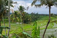 Bali Reisfelder von Giovanni della Primavera Miniaturansicht