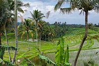 Bali rice fields