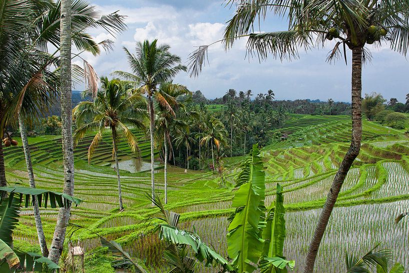 Bali Reisfelder von Giovanni della Primavera