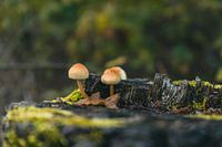 Pflanzen Abendsonne Naturschutzgebiet Maashorst Uden Makrofotografie