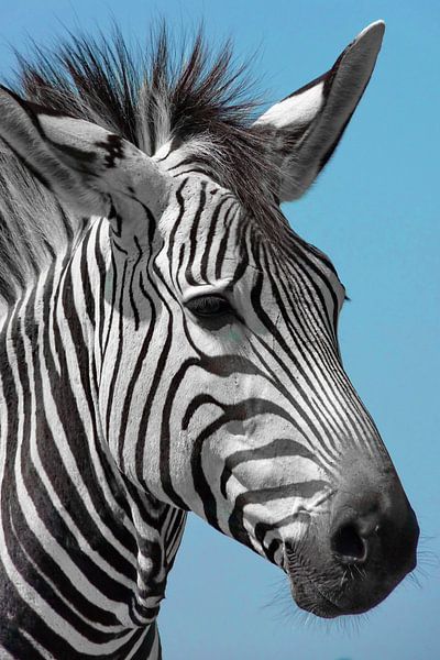 Schönes Bergzebra Portrait ck von Barbara Fraatz