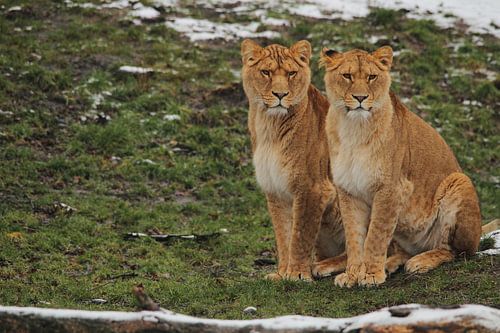 Leeuwin Twins
