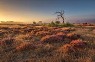 Bloeiende heide bij zonsopkomst van Frans Lemmens thumbnail