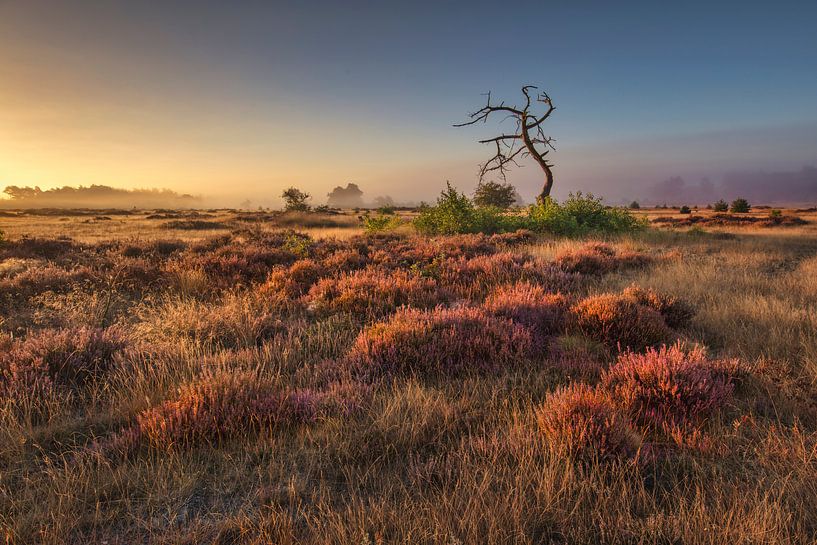 Bloeiende heide bij zonsopkomst van Frans Lemmens