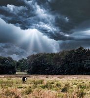 Koe in de storm