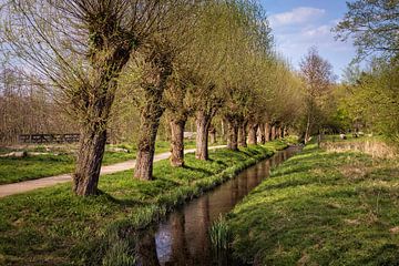 Saules le long de l'étang de pêche de Valkenburg sur Rob Boon