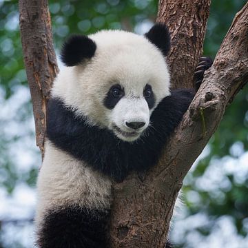 Adorable panda bear in tree ( giant panda ) by Chihong