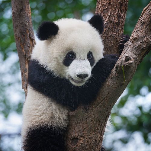 Schattige pandabeer in boom ( giant panda of reuzenpanda )