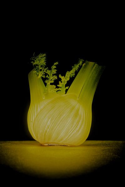 Radiant Fennel bulb by Martien Coolegem
