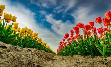 Between The Yellow & Red Tulips van Thomas Gladdines