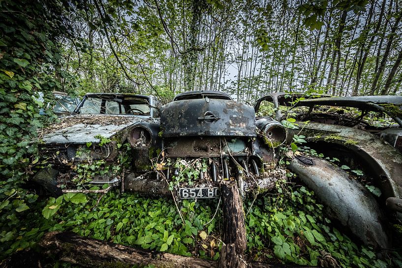 Bos met oude auto's van Inge van den Brande