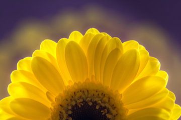 Flower in bright yellow with dark purple background by Lisette Rijkers