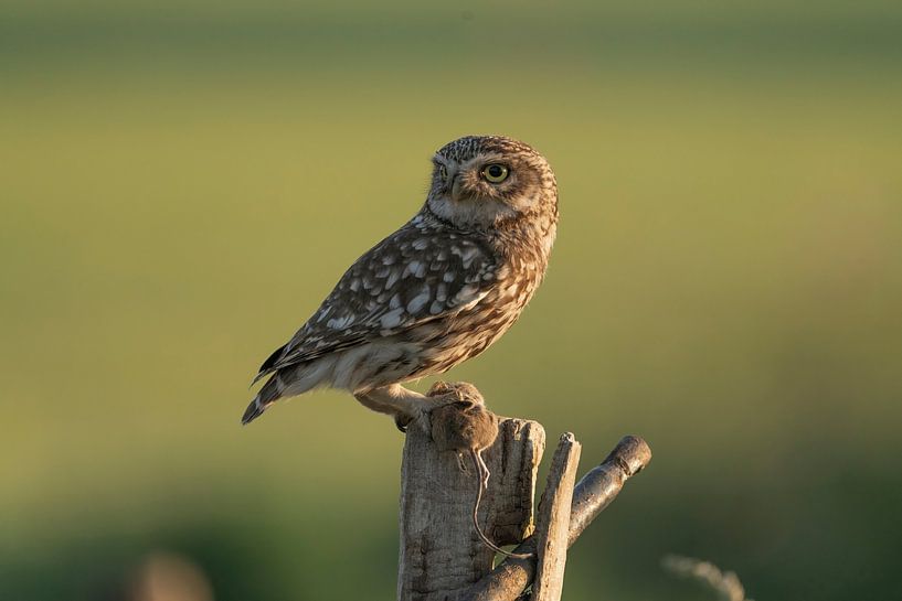 little owl by Rando Kromkamp Natuurfotograaf