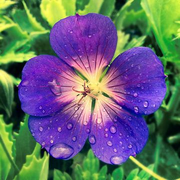 Purple flower by Sjaak Smits