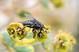 Macro of a fly on a flower by ManfredFotos