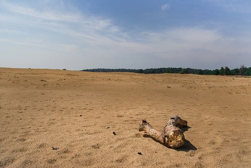 Hoge Veluwe, kale boomstam eenzaam in een uitgestrekte zandvlakte