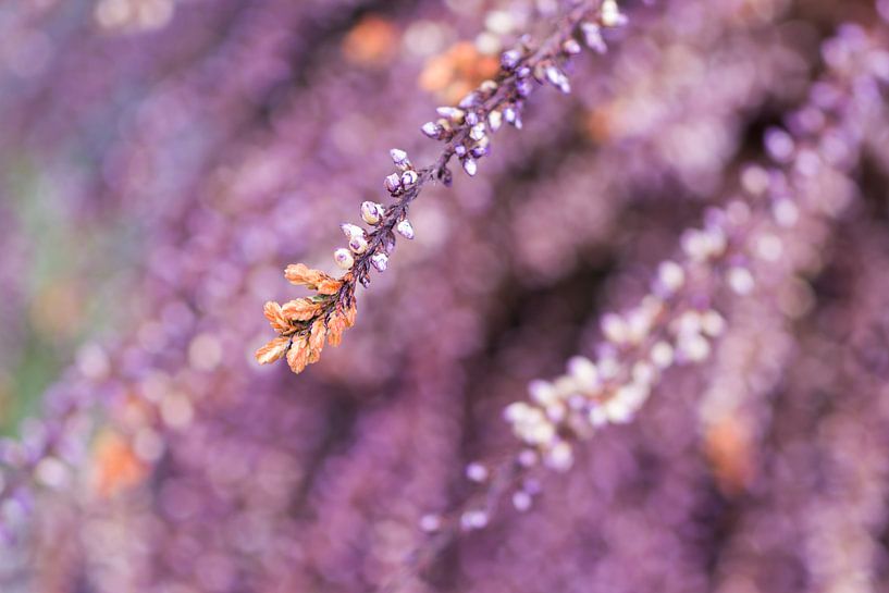 plante de bruyère par Laura Weijzig