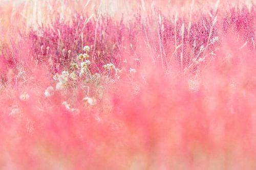 Close-up van schapenzuring