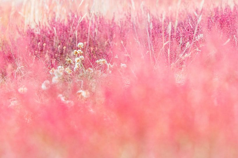 Close-up van schapenzuring van Danny Slijfer Natuurfotografie