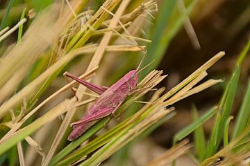 Roze sprinkhaan in het gras
