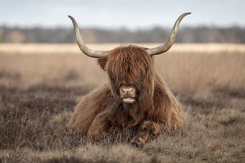 Liggende schotse hooglander koe