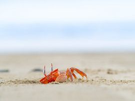 Grappige rode krab op het strand van Olón, Ecuador van Teun Janssen
