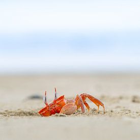Funny red crab on the beach of Olón, Ecuador by Teun Janssen
