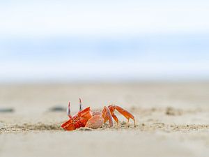 Lustige rote Krabbe am Strand von Olón, Ecuador von Teun Janssen