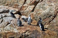 African penguins