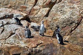 African penguins by Jolene van den Berg