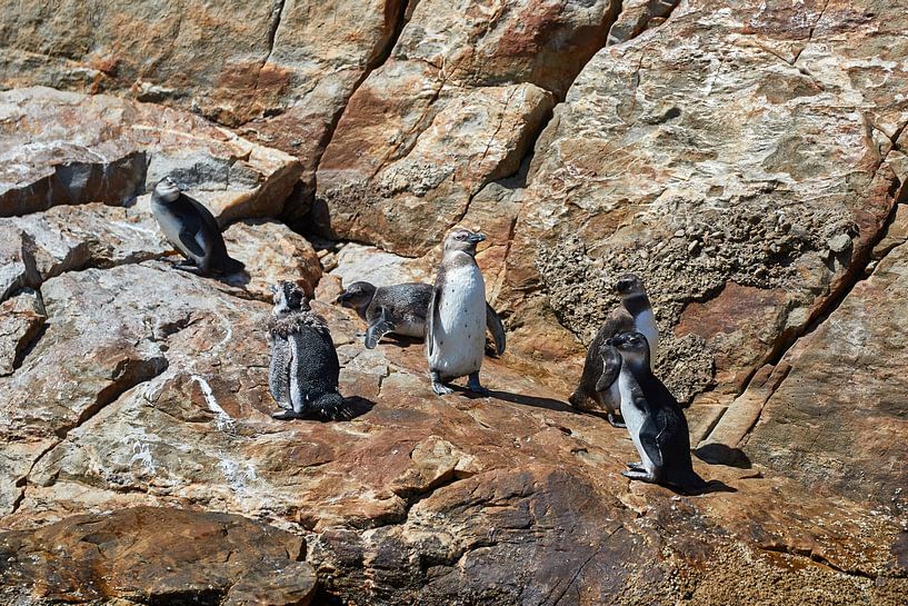 Afrikanische Pinguine von Jolene van den Berg