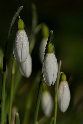 Snowdrops with dew