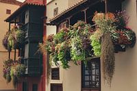 Balcons traditionnels - floraison aux Canaries