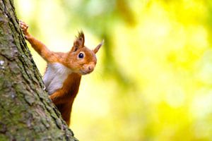 Eichhörnchen kommt quietschend