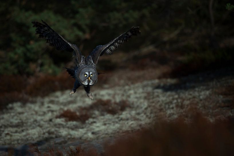 Bartkauz ( Strix nebulosa ) im Jagdflug dicht über felsigem, mit Flechten und Moosen überwachsenem B von wunderbare Erde