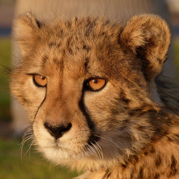 Cheetah portret par Marion van Kints