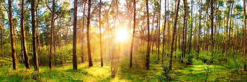 Sonnenaufgang im Forst