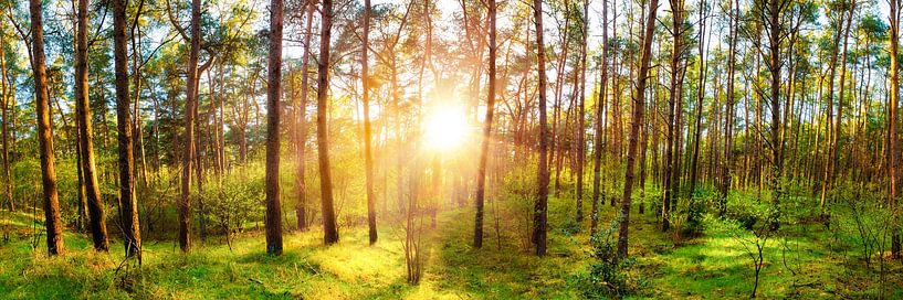 Sunrise in the forest by Günter Albers