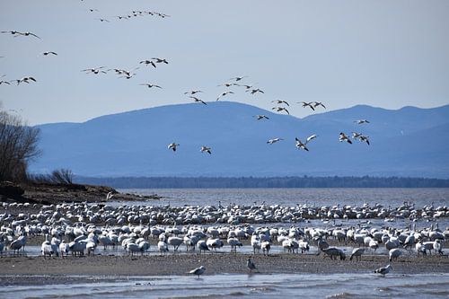 Snow geese on the river