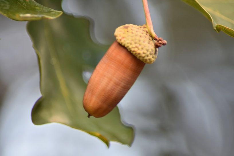 The Acorn by Tipworks
