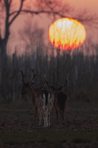 Deer at sunset