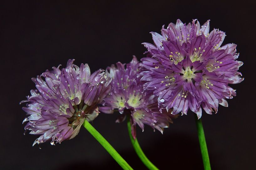 Ciboulette 12 par Edgar Schermaul