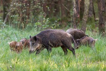 Wilde zwijnen in het bos