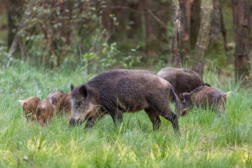 Wilde zwijnen in het bos von Evert Jan Kip