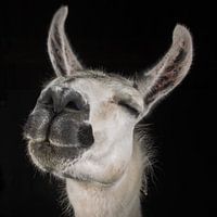 Happy Lama