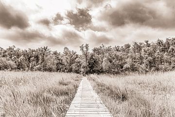 Weg zum Unbekannten (Sepia) von Dennis Carette