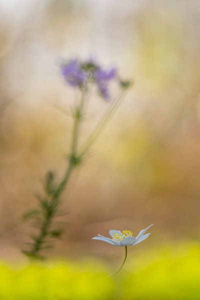 Buschwindröschen und Kuckucksblume von John van de Gazelle fotografie