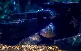 Fish underwater by Xenia Blair